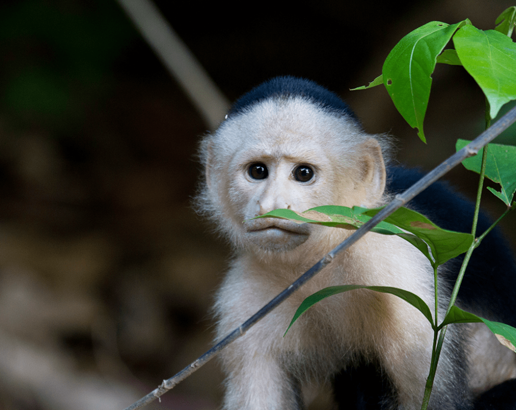 Маймуна капуцин в Панама
